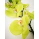 Orquídea phalaenopsis 70 cm.